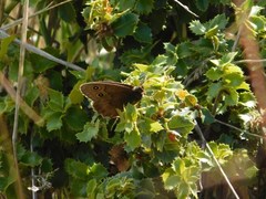 Cercyonis pegala boopis