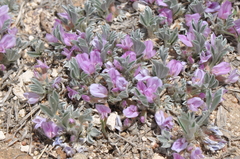 Astragalus tridactylicus