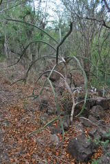 Leptocereus grantianus