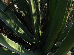 Agave difformis