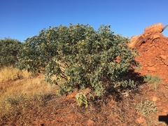Senna artemisioides helmsii