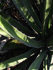 Agave difformis
