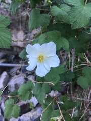 Rubus neomexicanus