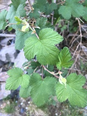 Rubus neomexicanus