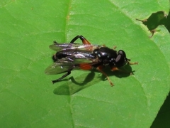 Chalcosyrphus curvaria