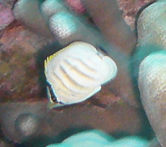 Chaetodon multicinctus