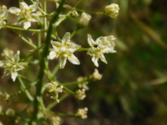 Toxicoscordion fontanum