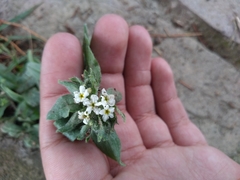 Lithospermum distichum