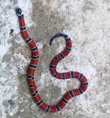 Micrurus corallinus