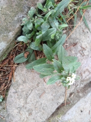 Lithospermum distichum