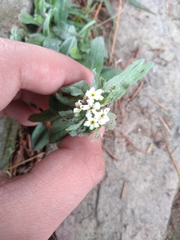 Lithospermum distichum