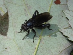 Chalcosyrphus chalybeus
