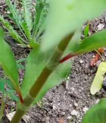 Angiospermae