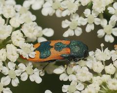 Castiarina hilaris