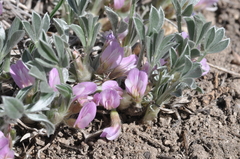 Astragalus tridactylicus