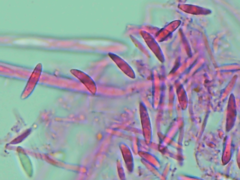 Mitrula lunulatospora