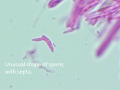 Mitrula lunulatospora