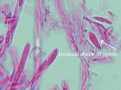 Mitrula lunulatospora