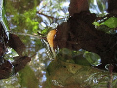 Mitrula lunulatospora