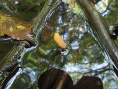 Mitrula lunulatospora