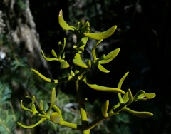 Phoradendron bolleanum