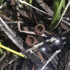 Sclerotinia sulcata