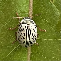 Calligrapha multipunctata