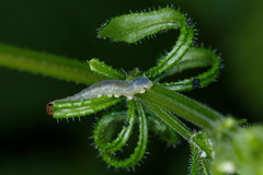Halidamia affinis