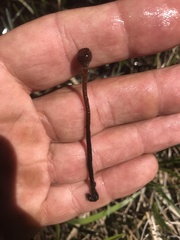 Sclerotinia sulcata