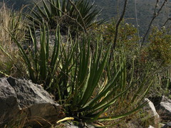 Agave difformis