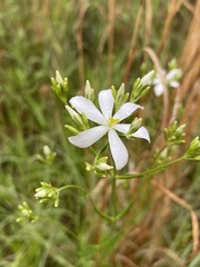 Sabatia quadrangula