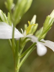 Sabatia quadrangula