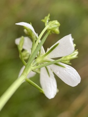 Sabatia quadrangula