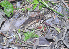 Incilius porteri