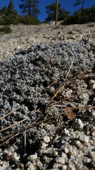 Eriogonum kennedyi