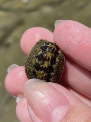 Acanthochitona