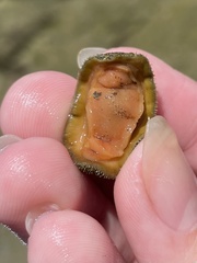 Acanthochitona