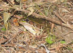 Lithobates lenca