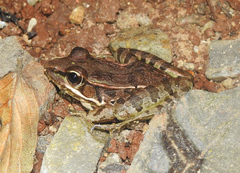 Lithobates lenca