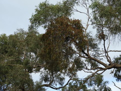Amyema pendula pendula