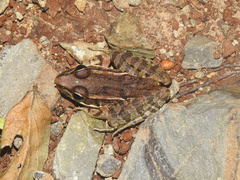 Lithobates lenca