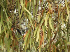 Amyema pendula pendula