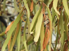 Amyema pendula pendula