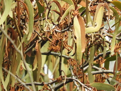 Amyema pendula pendula