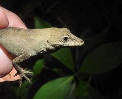 Anolis heteropholidotus