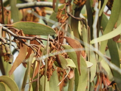 Amyema pendula pendula