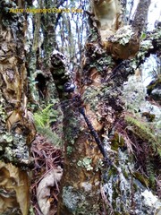 Rhionaeschna jalapensis