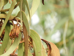Amyema pendula pendula