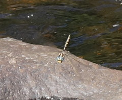 Notoaeschna sagittata