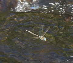 Notoaeschna sagittata